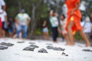 Mais de 25 mil quelônios são devolvidos à natureza no Uatumã