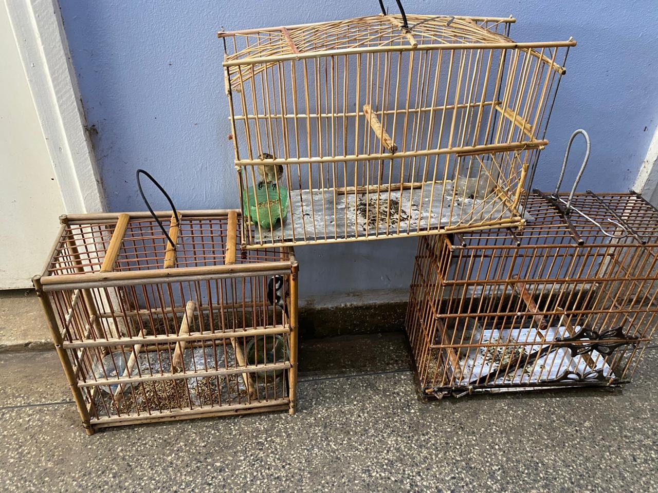 Drogas é apreendida e pássaros silvestres foram resgatados - Foto: Divulgação/PC-AM