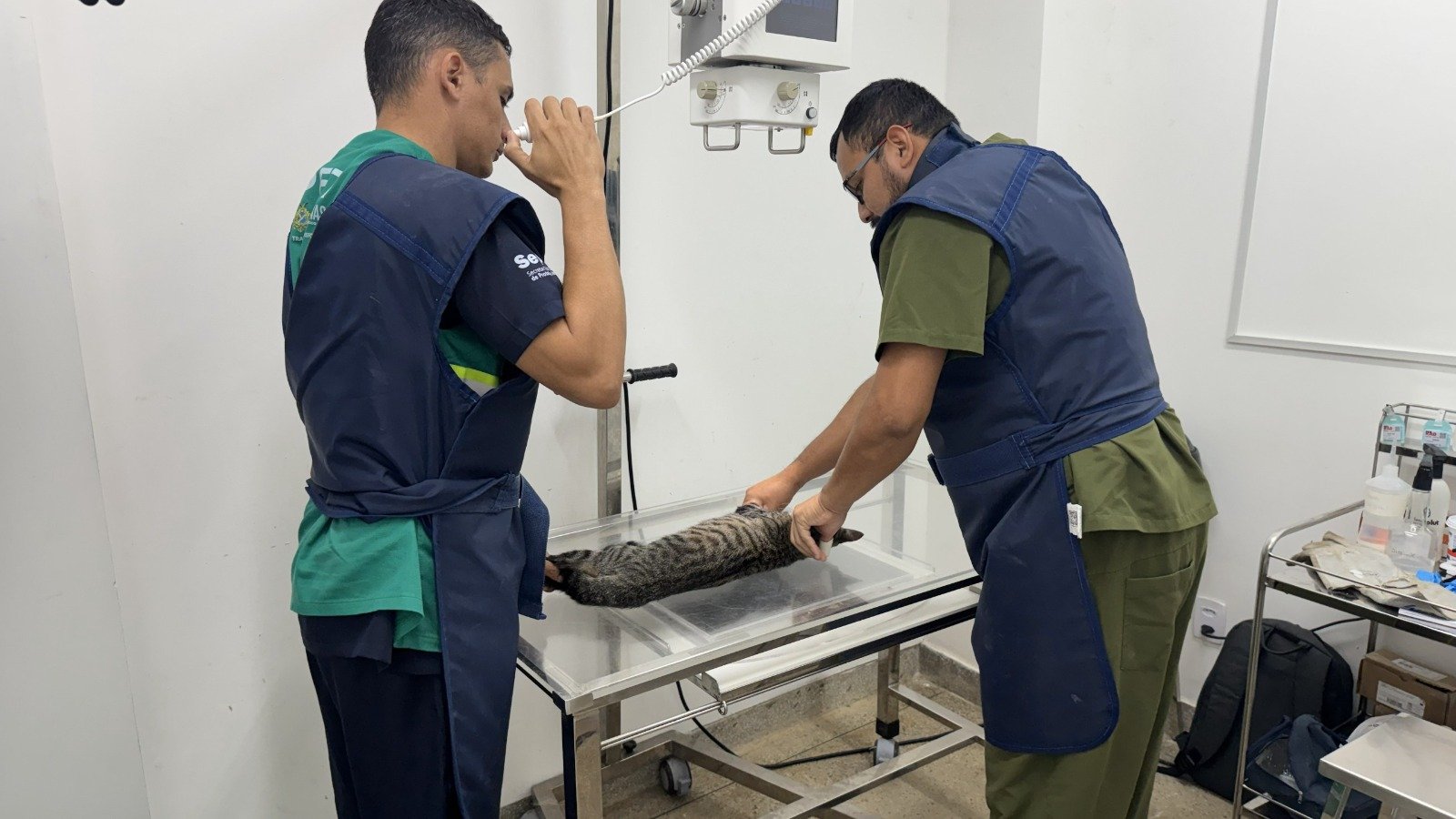 Sepet resgata gatos vítimas de maus-tratos no Residencial Eliza Miranda, em Manaus