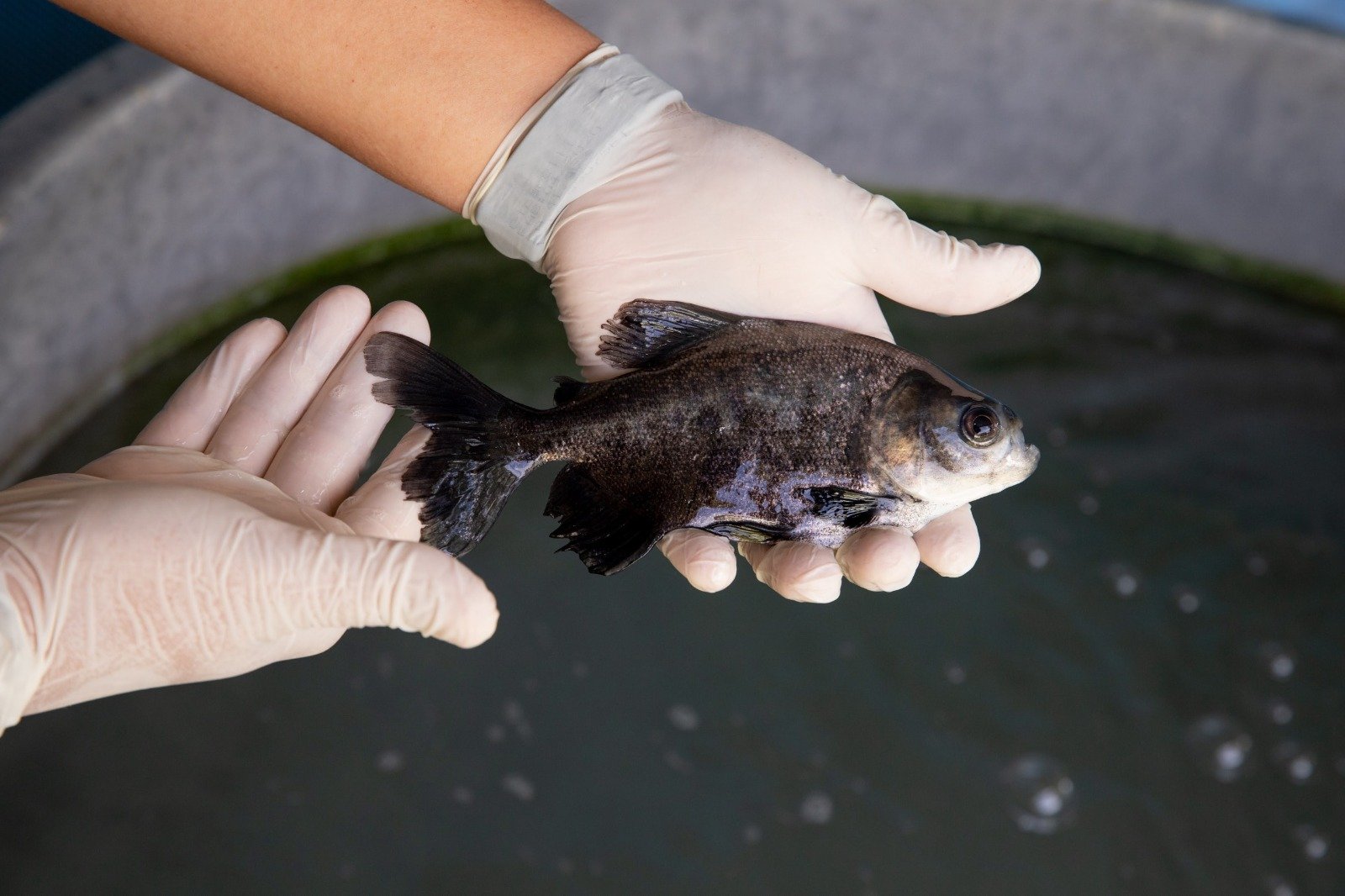 Fapeam abre inscrições para programa de desenvolvimento do setor primário no Amazonas