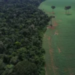 Brasil reduz perdas florestais em 2025 e influencia queda global, aponta relatório